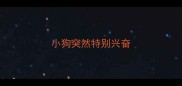 小狗突然特别兴奋