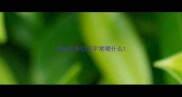 拉布拉多幼犬平常喝什么