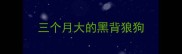 三个月大的黑背狼狗