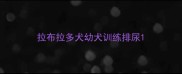 拉布拉多犬幼犬训练排尿
