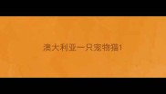 澳大利亚一只宠物猫