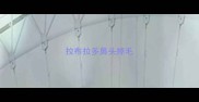 拉布拉多鼻头掉毛