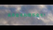 美系金毛和德系金毛