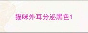 猫咪外耳分泌黑色