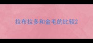 拉布拉多和金毛的比较