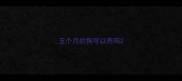 五个月的狗可以养吗