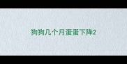狗狗几个月蛋蛋下降