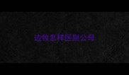 边牧怎样区别公母