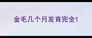 金毛几个月发育完全
