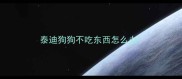 泰迪狗狗不吃东西怎么办