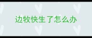 边牧快生了怎么办