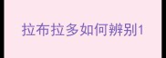 拉布拉多如何辨别