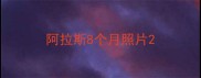阿拉斯8个月照片