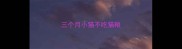 三个月小猫不吃猫粮
