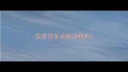 拉布拉多犬游泳照片