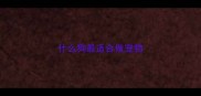 什么狗最适合做宠物