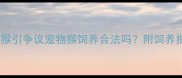 哈尔滨宠物店卖猴引争议宠物猴饲养合法吗附饲养指南与法律解读