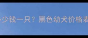 北京泰迪犬多少钱一只黑色幼犬价格表及选购指南