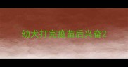幼犬打完疫苗后兴奋