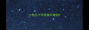 小狗几个月母狗不喂奶