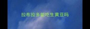 拉布拉多能吃生黄豆吗