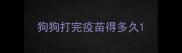 狗狗打完疫苗得多久