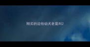 刚买的边牧幼犬老是叫