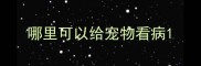 哪里可以给宠物看病
