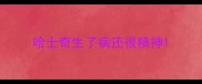 哈士奇生了病还很精神