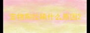 宠物狗拉稀什么原因