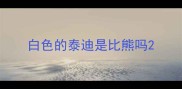 白色的泰迪是比熊吗