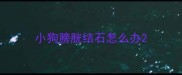 小狗膀胱结石怎么办