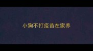 小狗不打疫苗在家养