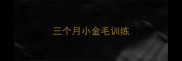 三个月小金毛训练