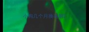 小狗几个月换毛期