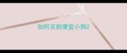 如何买到便宜小狗