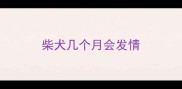 柴犬几个月会发情