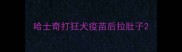 哈士奇打狂犬疫苗后拉肚子