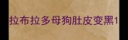 拉布拉多母狗肚皮变黑