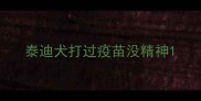 泰迪犬打过疫苗没精神
