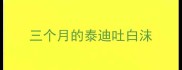 三个月的泰迪吐白沫
