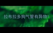 拉布拉多狗气管有异物