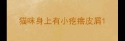 猫咪身上有小疙瘩皮屑