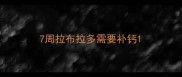 7周拉布拉多需要补钙