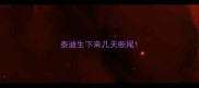 泰迪生下来几天断尾