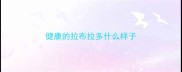 健康的拉布拉多什么样子