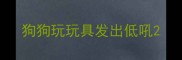 狗狗玩玩具发出低吼