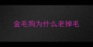 金毛狗为什么老掉毛