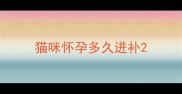 猫咪怀孕多久进补