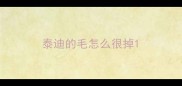 泰迪的毛怎么很掉